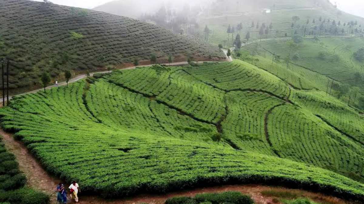 দার্জিলিং