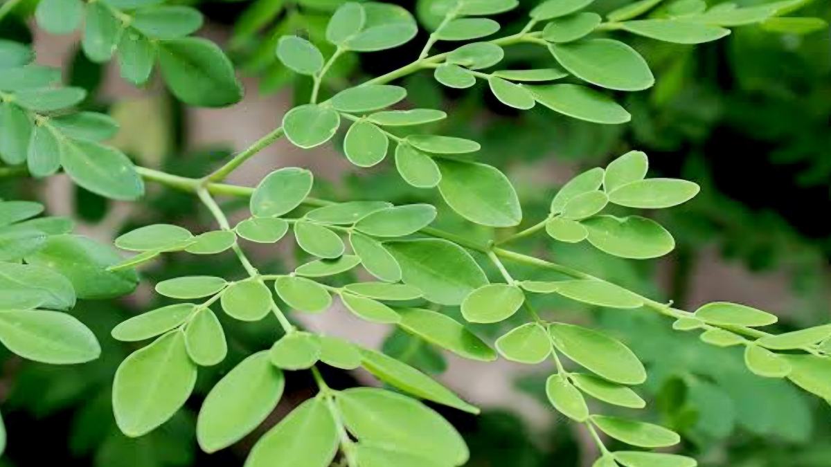 সজনে পাতা