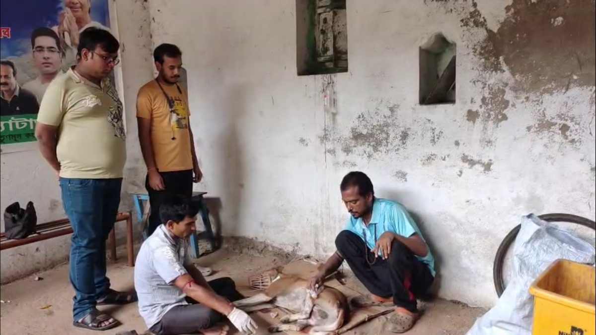 দুর্ঘটনাগ্রস্থ পথ কুকুরের চিকিৎসা