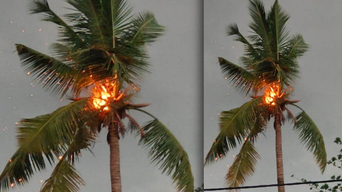 নারকেল গাছে বজ্রপাত