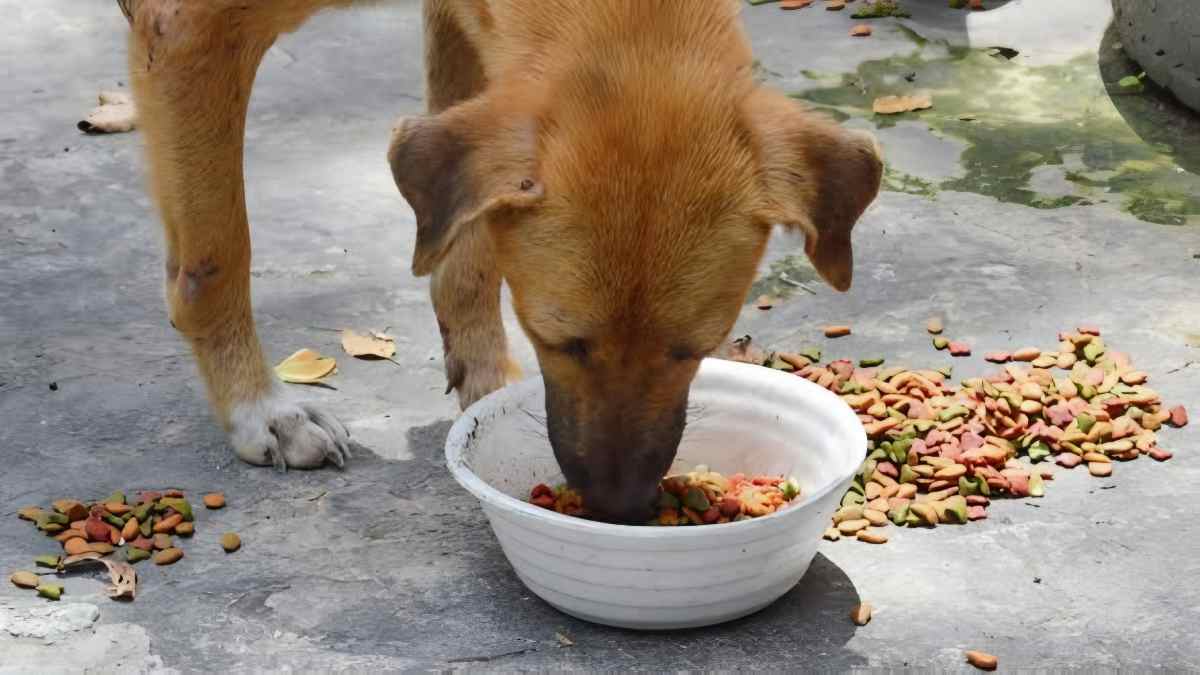 পথ কুকুর