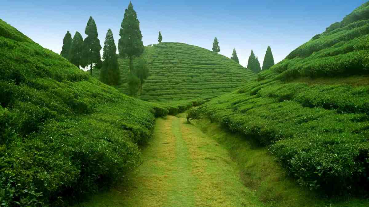 দার্জিলিং