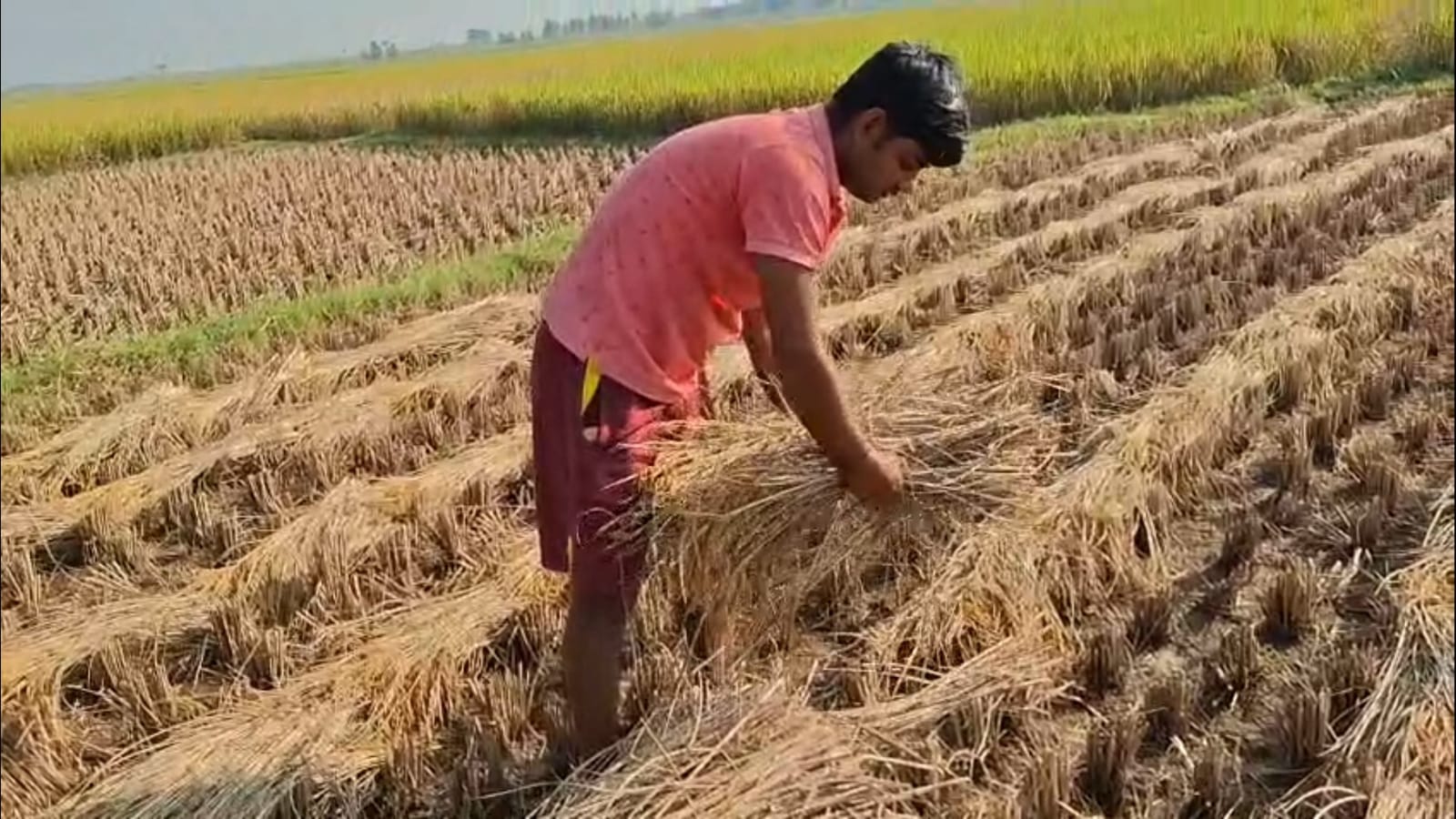 ক্ষতির মুখে ধান চাষ